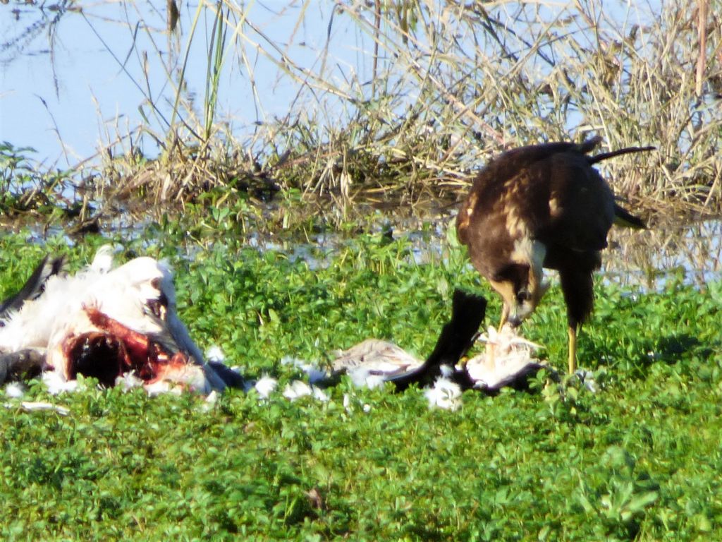 Falco di palude (Circus aeroginosus)